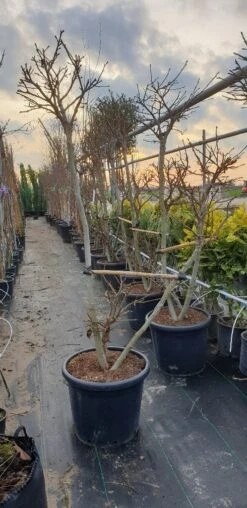 Amberboom Als Bonsai (Liquidambar 'Gum Ball') -Planten Verkoopwinkel 20190212 165109 resized