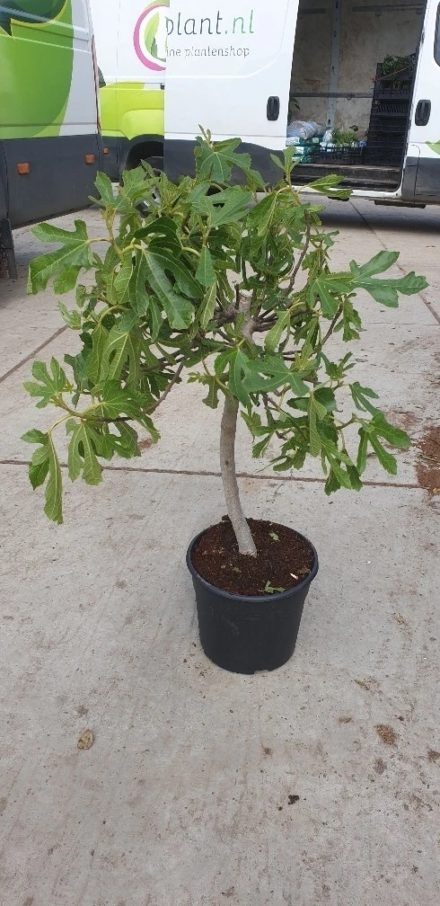 Vijg Op Stam (Ficus Carica) 2 Vijg Op Stam (Ficus Carica) - Afbeelding 2