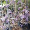 Blauwe Regen Als Leivorm (Wisteria Brachybotrys 'Yokohama Fuji') -Planten Verkoopwinkel 20190507 113255 resized