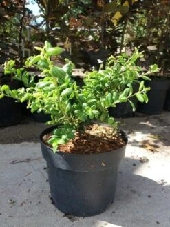 Japanse Hulst (Ilex Crenata 'Green Lustre) -Planten Verkoopwinkel 20190620 155824 1