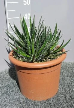 Winterharde Agave (Agave Shidigera) -Planten Verkoopwinkel 20190628 114010 resized