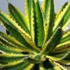 Winterharde Agave (Agave Lophanta 'Quadricolor') -Planten Verkoopwinkel 20190628 114416 resized