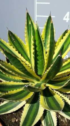 Winterharde Agave (Agave Lophanta 'Quadricolor')