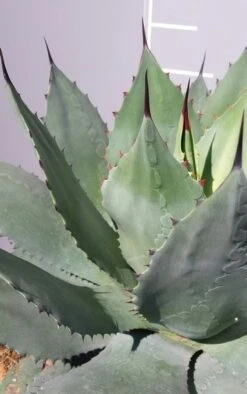 Winterharde Agave (Agave Ovalifolia) -Planten Verkoopwinkel 20190628 114523 resized