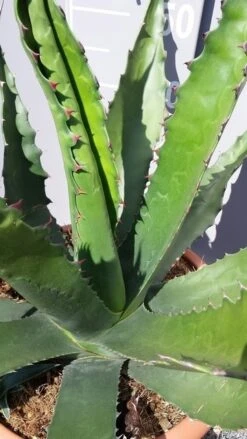 Winterharde Agave (Agave 'Gentryi Jaws') -Planten Verkoopwinkel 20190628 114632 resized