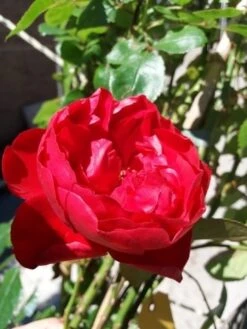 Klimroos (Rosa 'Amadeus') -Planten Verkoopwinkel 20190629 130707 1