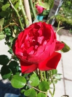 Klimroos (Rosa 'Amadeus') -Planten Verkoopwinkel 20190629 130841 1