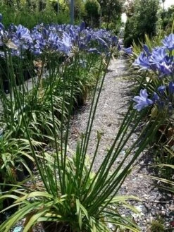 Afrikaanse Lelie (Agapanthus 'Blue Storm') 8 Afrikaanse Lelie (Agapanthus 'Blue Storm') -Planten Verkoopwinkel 20190704 160819 resized