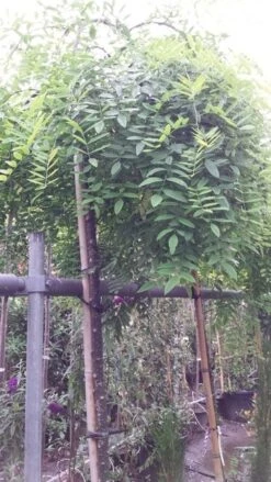 Honingboom (Sophora Japonica 'Pendula') -Planten Verkoopwinkel 20190712 122954