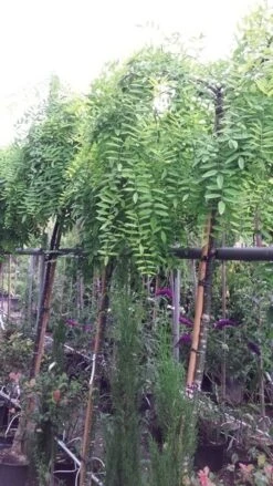 Honingboom (Sophora Japonica 'Pendula') -Planten Verkoopwinkel 20190712 123011