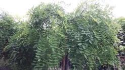 Honingboom (Sophora Japonica 'Pendula') -Planten Verkoopwinkel 20190712 123019