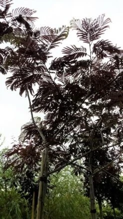 Perzische Slaapboom Als Boom (Albizia Julibrissin 'Summer Chocolate') 25 Perzische Slaapboom Als Boom (Albizia Julibrissin 'Summer Chocolate') -Planten Verkoopwinkel 20190712 123113 1