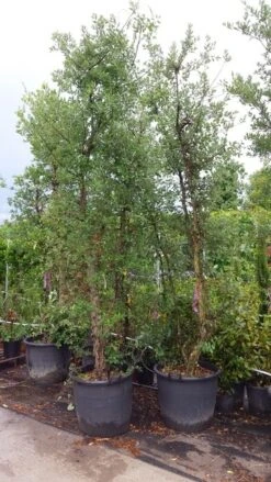 Kurkeik Meerstammig (Quercus Suber) -Planten Verkoopwinkel 20190712 151928 2