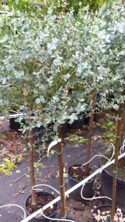 Eucalyptus Op Stam (Eucalyptus Gunnii) -Planten Verkoopwinkel 20190712 152539