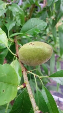 Amandelboom (Prunus Dulcis) -Planten Verkoopwinkel 20190712 153121 1 1