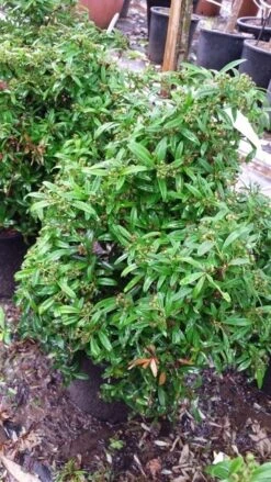 Vuurdoorn Als Bol (Pyracantha 'Navaho') 11 Vuurdoorn Als Bol (Pyracantha 'Navaho') -Planten Verkoopwinkel 20190712 153414 1