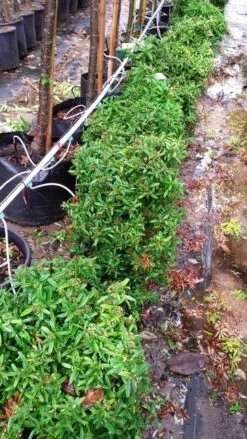 Vuurdoorn Als Bol (Pyracantha 'Navaho') 12 Vuurdoorn Als Bol (Pyracantha 'Navaho') -Planten Verkoopwinkel 20190712 153510 1