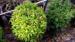 Vuurdoorn Als Bol (Pyracantha 'Navaho') 13 Vuurdoorn Als Bol (Pyracantha 'Navaho') -Planten Verkoopwinkel 20190712 153519 1
