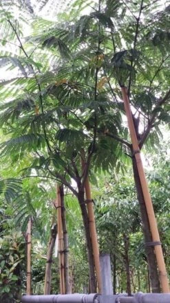 Perzische Slaapboom (Albizia Julibrissin) -Planten Verkoopwinkel 20190712 160716