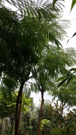 Perzische Slaapboom (Albizia Julibrissin) -Planten Verkoopwinkel 20190712 160730