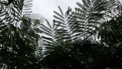 Perzische Slaapboom (Albizia Julibrissin) -Planten Verkoopwinkel 20190712 160753