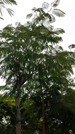 Perzische Slaapboom (Albizia Julibrissin) -Planten Verkoopwinkel 20190712 160848