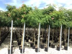 Perzische Slaapboom (Albizia Julibrissin) -Planten Verkoopwinkel 20190817145629468634