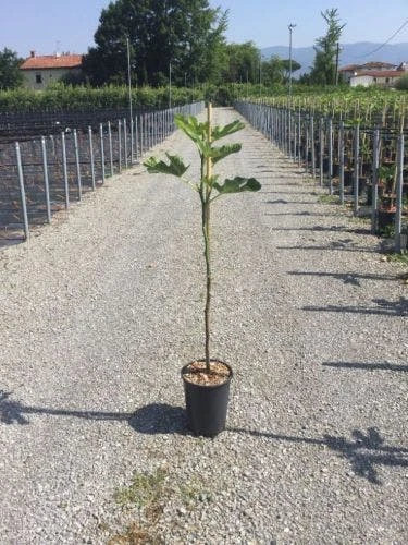 Vijg Op Stam (Ficus Carica 'Panache') 1 Vijg Op Stam (Ficus Carica 'Panache')