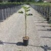 Vijg Op Stam (Ficus Carica 'Violet Dauphine') -Planten Verkoopwinkel 20200928110358396762 2