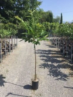 Planten Verkoopwinkel -Planten Verkoopwinkel 20200928110402746331 1