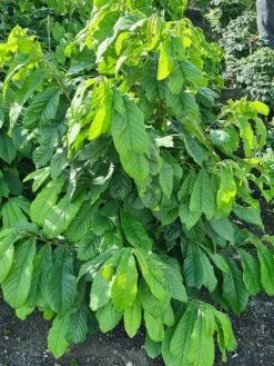 Pawpaw (Asimina Triloba) -Planten Verkoopwinkel 20210826 102528