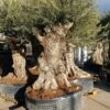 Grote Olijfboom (Olea Europaea) -Planten Verkoopwinkel 20220214 153840