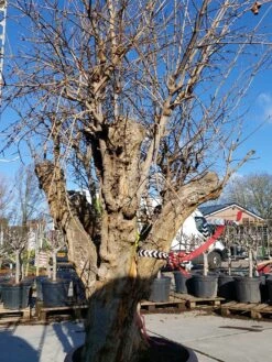 Granaatappel Als Solitair (Punica Granatum) -Planten Verkoopwinkel 20220217 110658