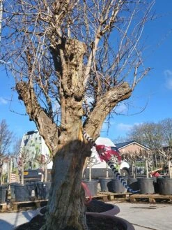 Granaatappel Als Solitair (Punica Granatum) -Planten Verkoopwinkel 20220217 110708