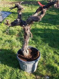 Druif, Op Stam (Vitis Vinifera) -Planten Verkoopwinkel 20220217 111202