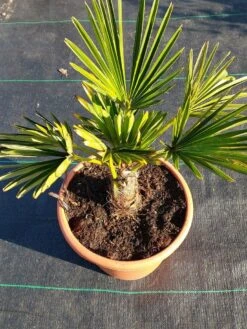 Winterharde Palm (Trachycarpus Wagnerianus) 10 Winterharde Palm (Trachycarpus Wagnerianus) -Planten Verkoopwinkel 20220217 112423