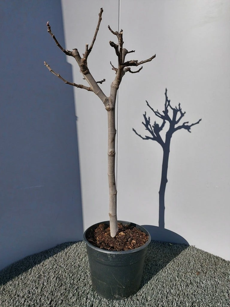 Vijg Op Stam (Ficus Carica) 10 Vijg Op Stam (Ficus Carica) - Afbeelding 10