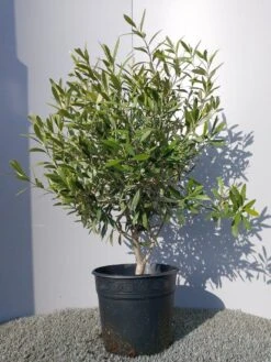 Olijf Als Struik (Olea Europaea) -Planten Verkoopwinkel 20220223 132146 1