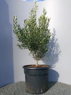 Olijf Als Struik (Olea Europaea) -Planten Verkoopwinkel 20220223 132454