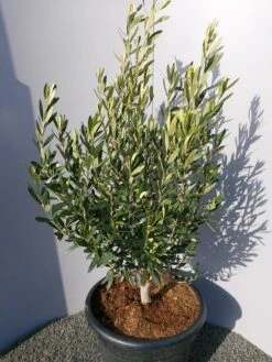 Olijf Als Struik (Olea Europaea) -Planten Verkoopwinkel 20220223 132509