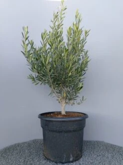 Olijf Als Struik (Olea Europaea) -Planten Verkoopwinkel 20220223 132609 1