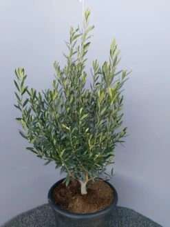 Olijf Als Struik (Olea Europaea) -Planten Verkoopwinkel 20220223 132617 1