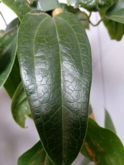 Groenblijvende Clematis (Clematis Armandii 'Hendersonii Rubra') 5 Groenblijvende Clematis (Clematis Armandii 'Hendersonii Rubra') -Planten Verkoopwinkel 20220613 162250 2