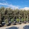 Olijfwilg Als Leiboom (Elaeagnus Ebbingei) -Planten Verkoopwinkel 20220728 174446 1