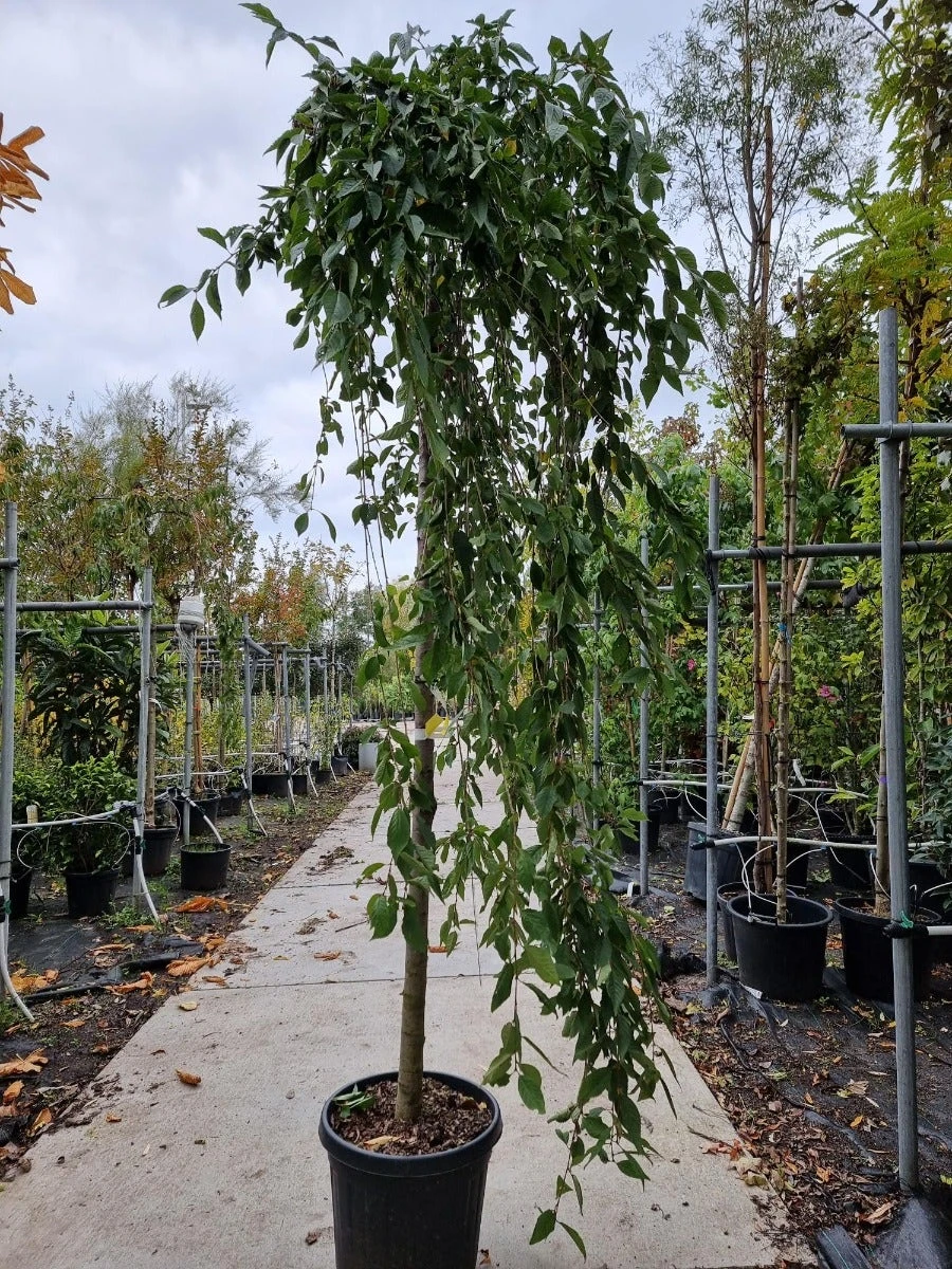 Japanse Treursierkers (Prunus 'White Fountain') 2 Japanse Treursierkers (Prunus 'White Fountain') - Afbeelding 2