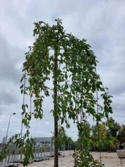 Treursierkers (Prunus Subhirtella 'Pendula Rosea') -Planten Verkoopwinkel 20221003 124006