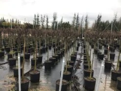 Beverboom Op Stam (Magnolia Soulangeana) 3 Beverboom Op Stam (Magnolia Soulangeana) -Planten Verkoopwinkel 22