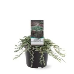 Jeneverbes (Juniperus Horizontalis 'Icee Blue') -Planten Verkoopwinkel 233100.030c03 2146537