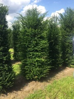 Grote Venijnboom (Taxus Baccata) -Planten Verkoopwinkel 250300x 100 125 1