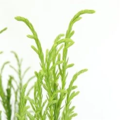 Sikkelden (Cryptomeria Japonica 'Kitayama') -Planten Verkoopwinkel 2887685 v t5